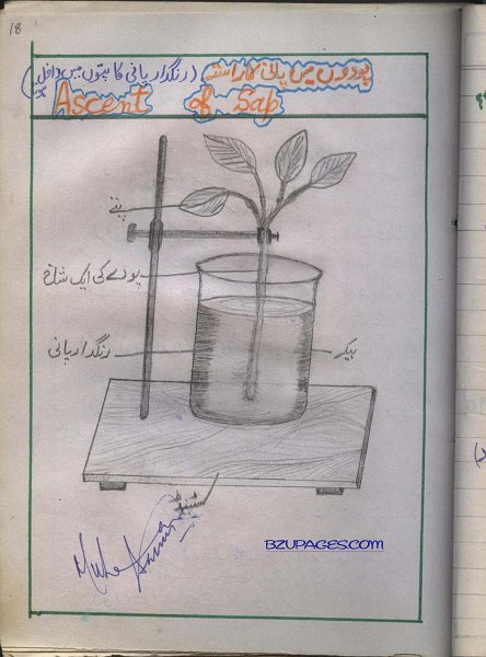 18 Ascent of sap.jpg